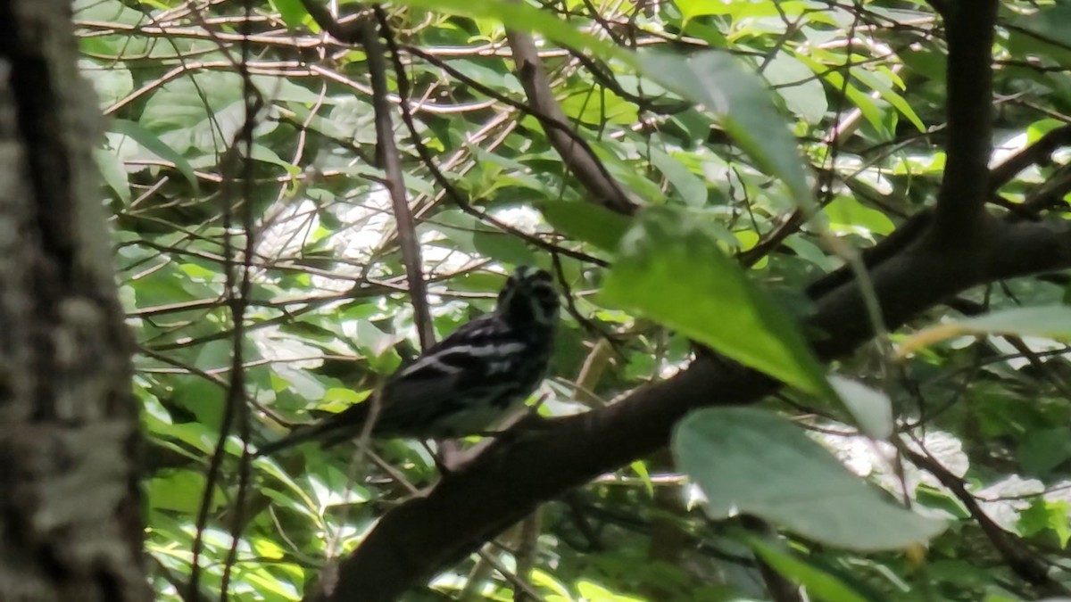 Black-and-white Warbler - ML620882721