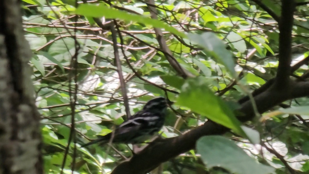 Black-and-white Warbler - Narasimhan Sundaram