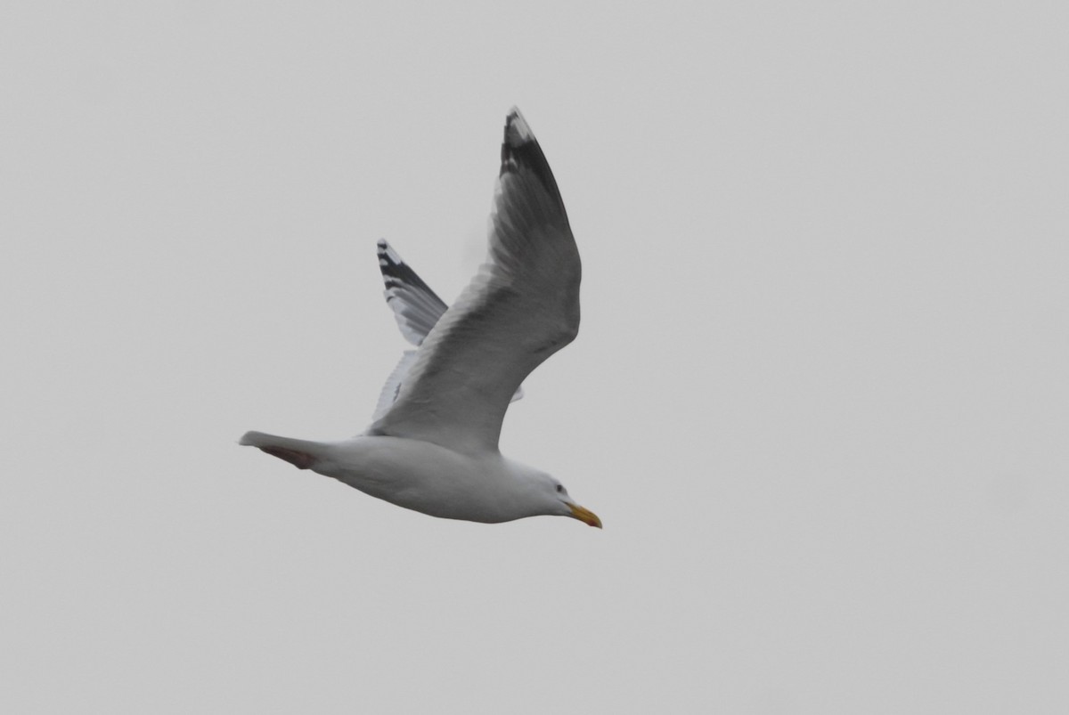 Herring Gull (Vega) - ML620882723