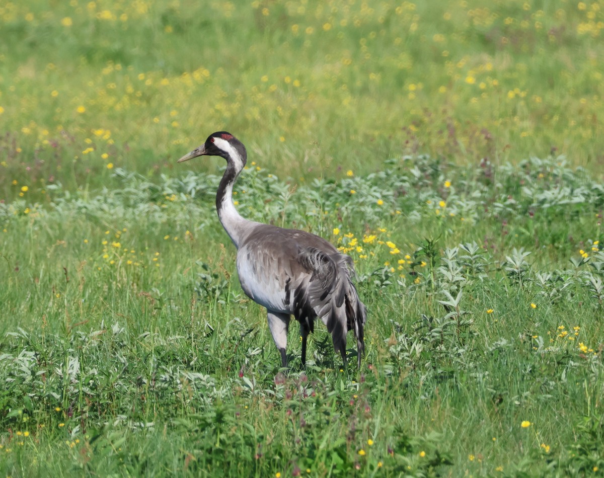 Common Crane - ML620882727