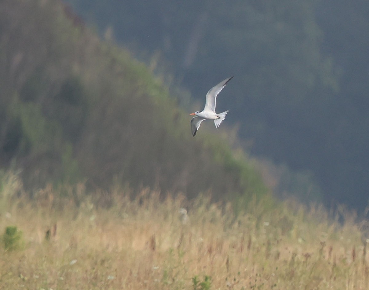 Royal Tern - ML620882728