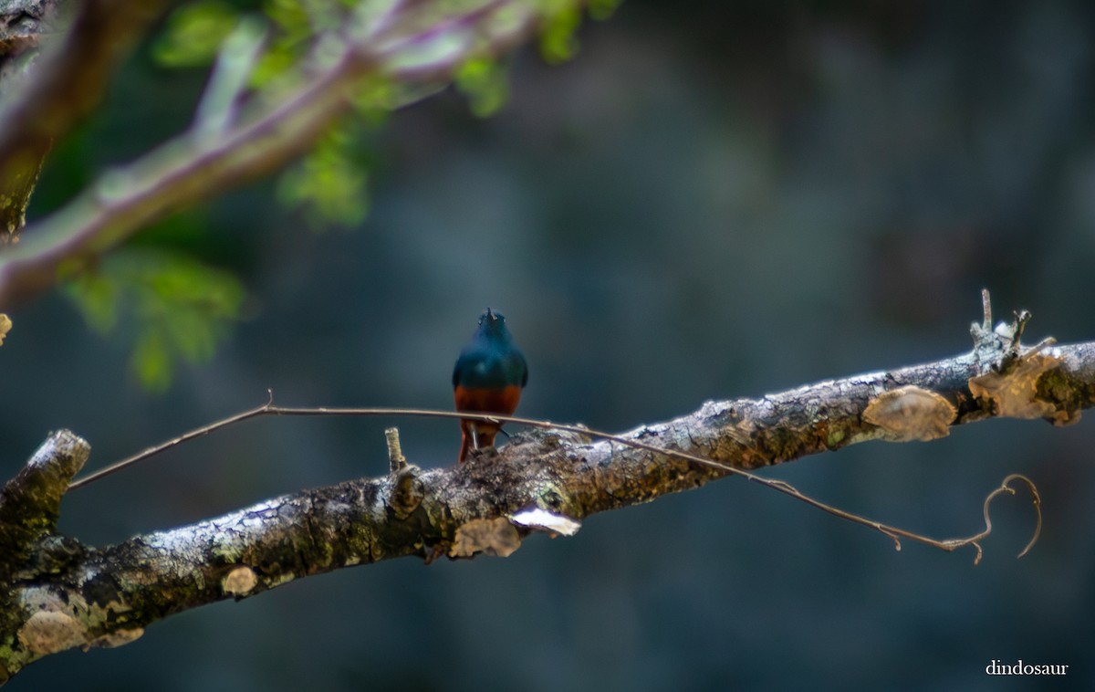 Luzon Redstart - ML620882729