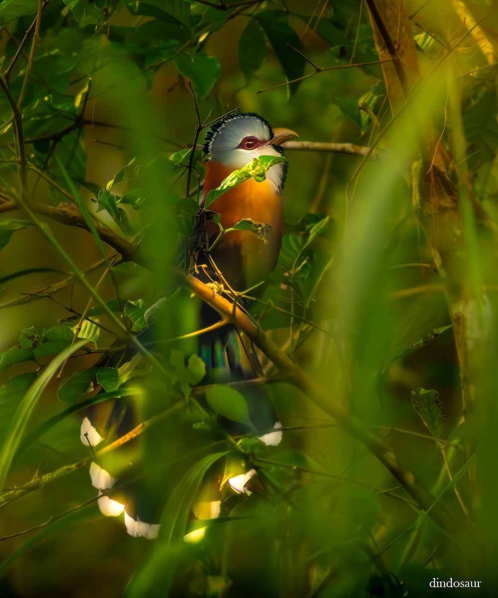 Scale-feathered Malkoha - ML620882733