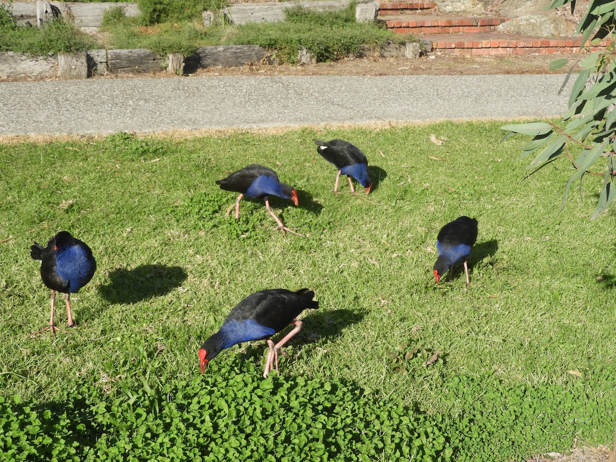 Australasian Swamphen - ML620882742