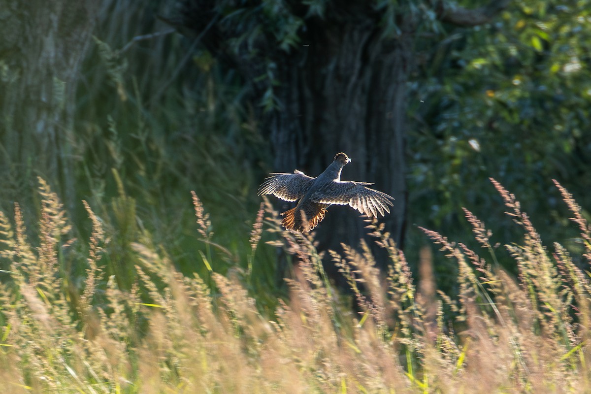 Gray Partridge - ML620882744