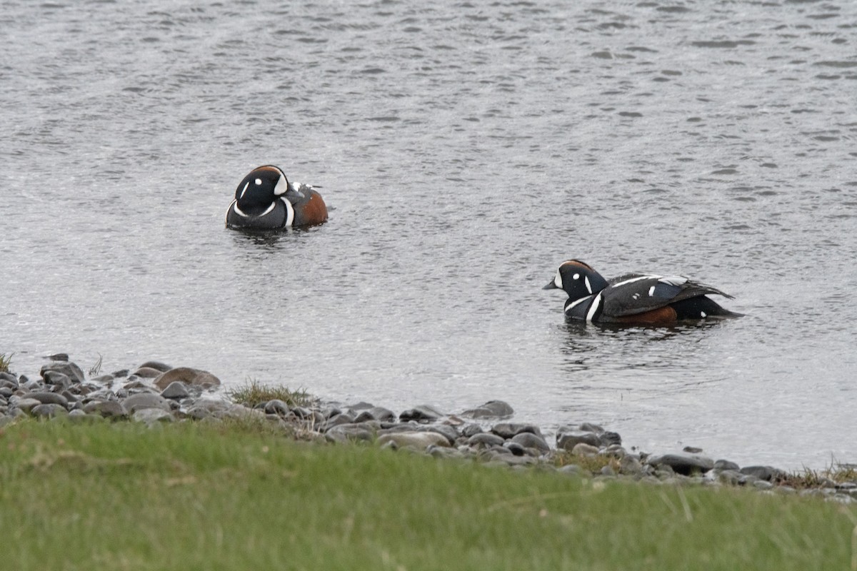 Harlequin Duck - ML620882746