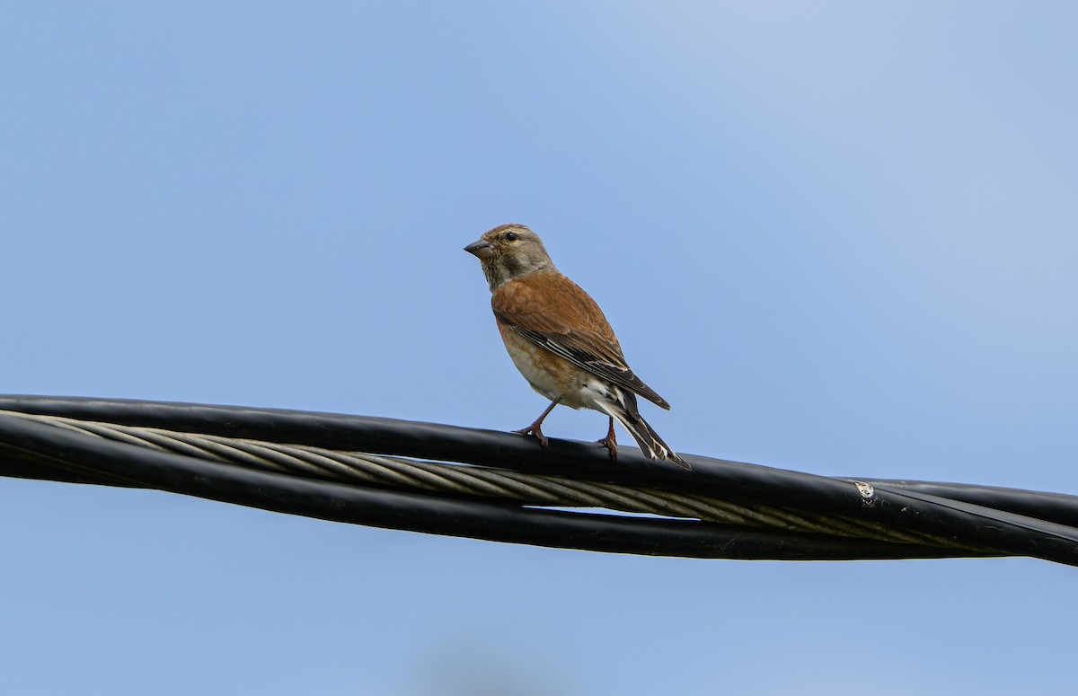 Eurasian Linnet - ML620882747