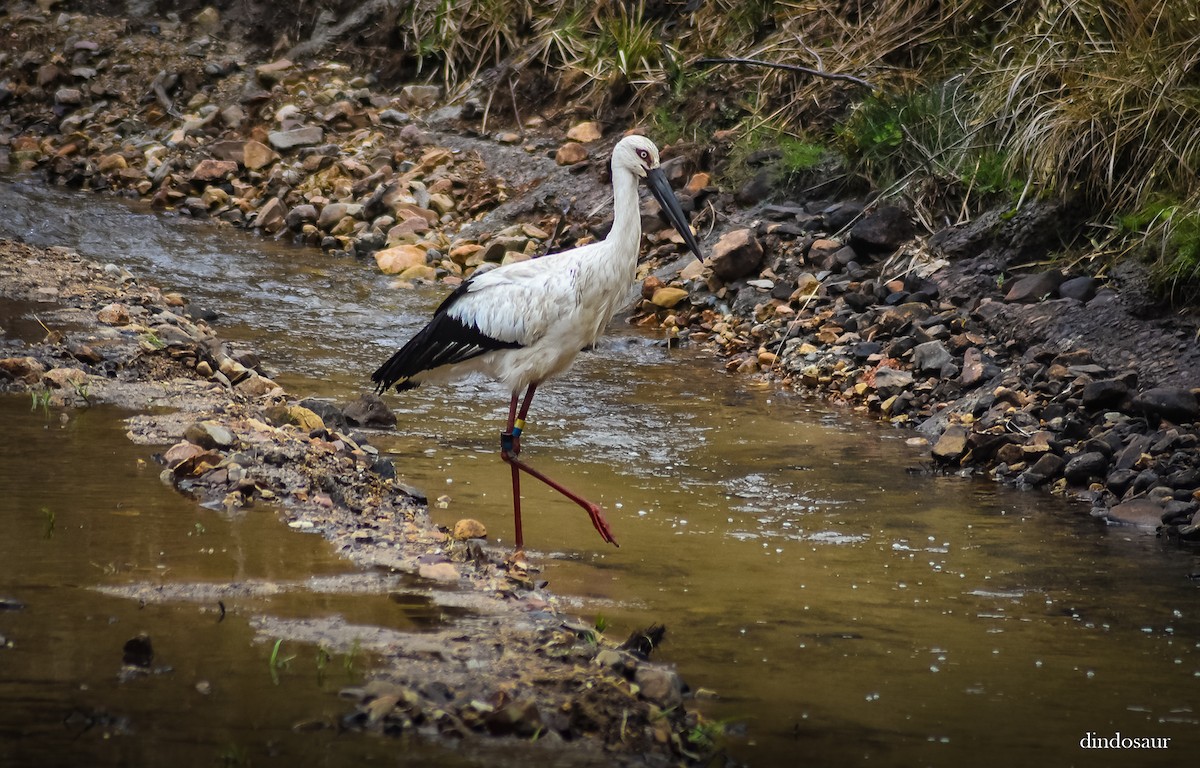 svartnebbstork - ML620882751