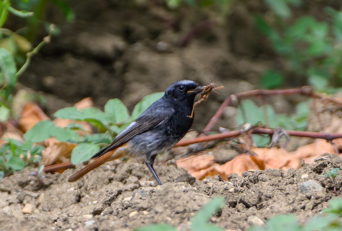 Black Redstart - ML620882752