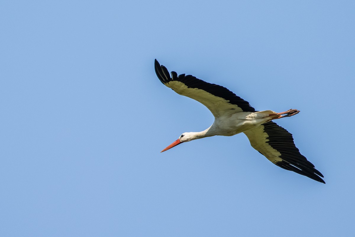 White Stork - ML620882753