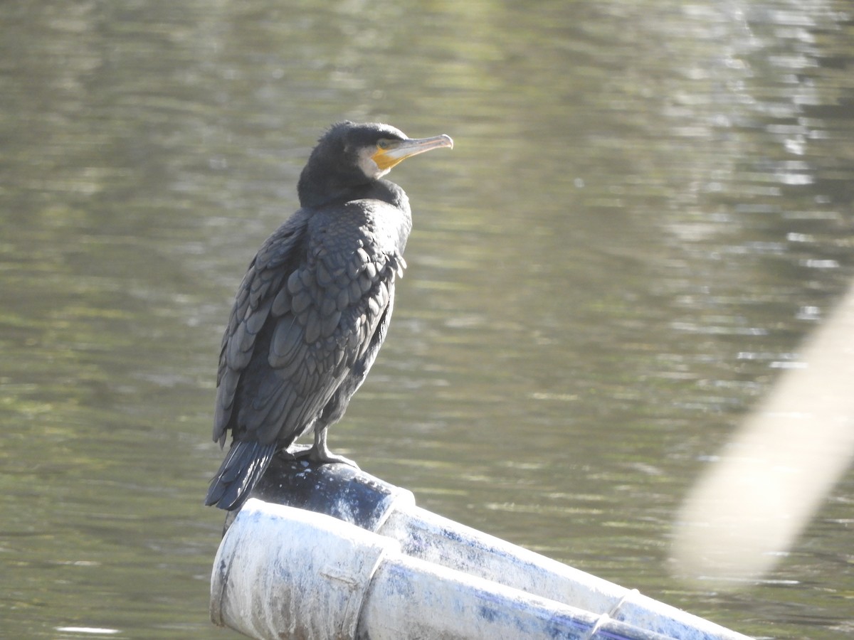 Great Cormorant - ML620882755