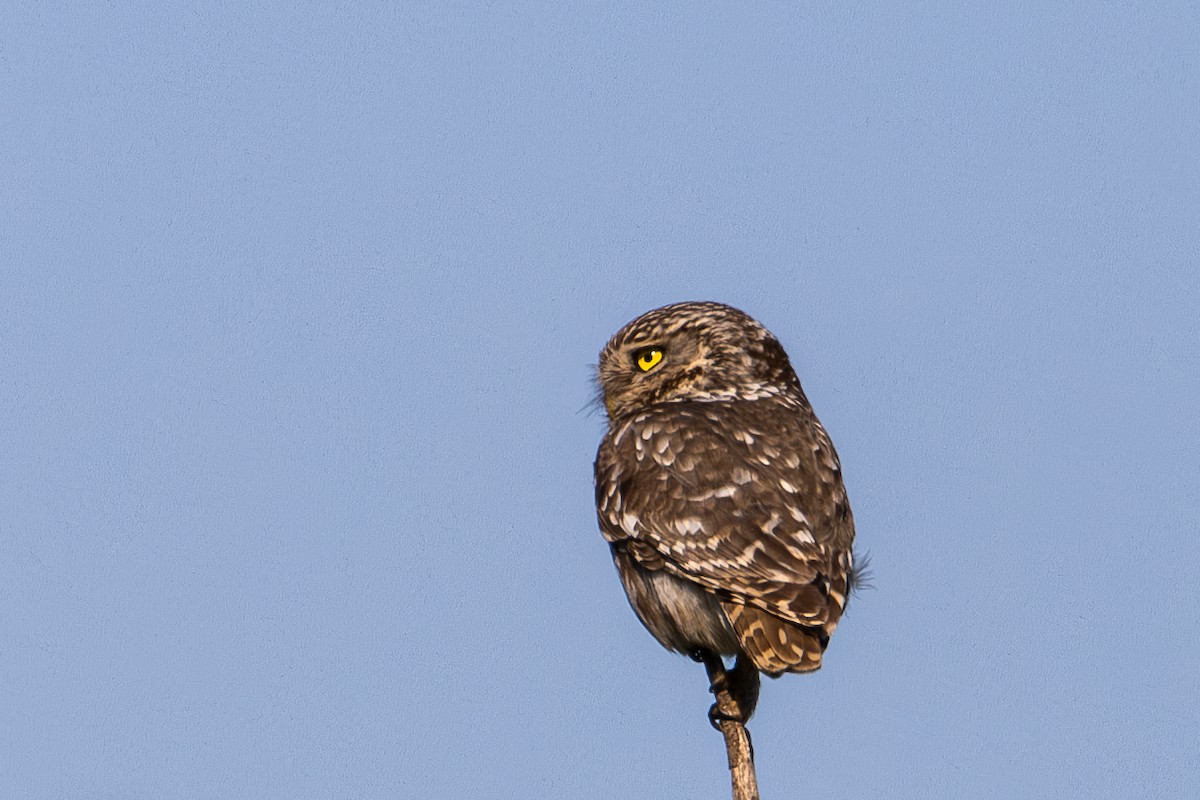 Little Owl - ML620882756