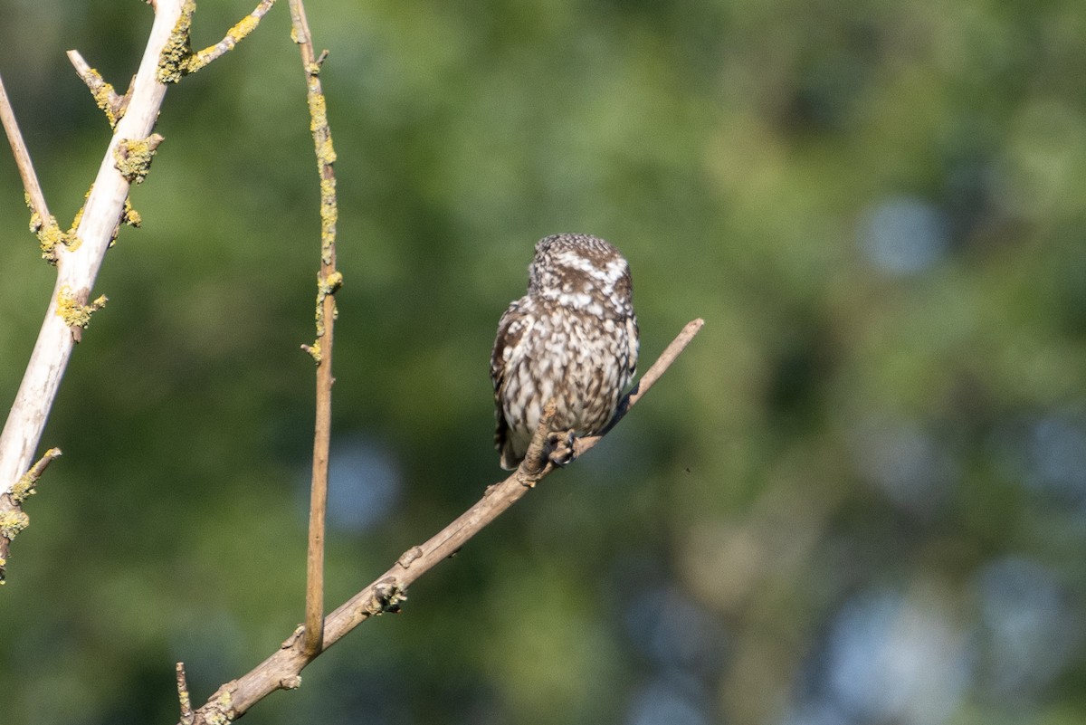 Little Owl - ML620882766