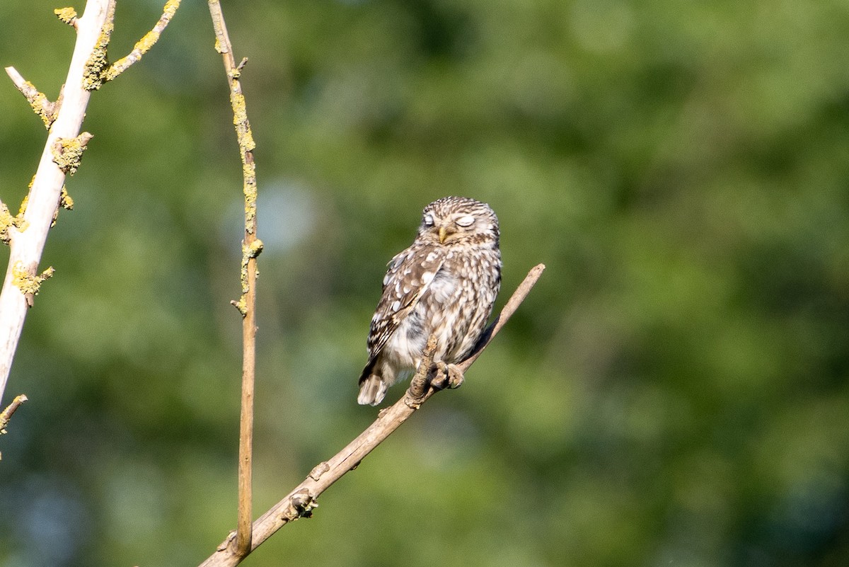 Little Owl - ML620882768