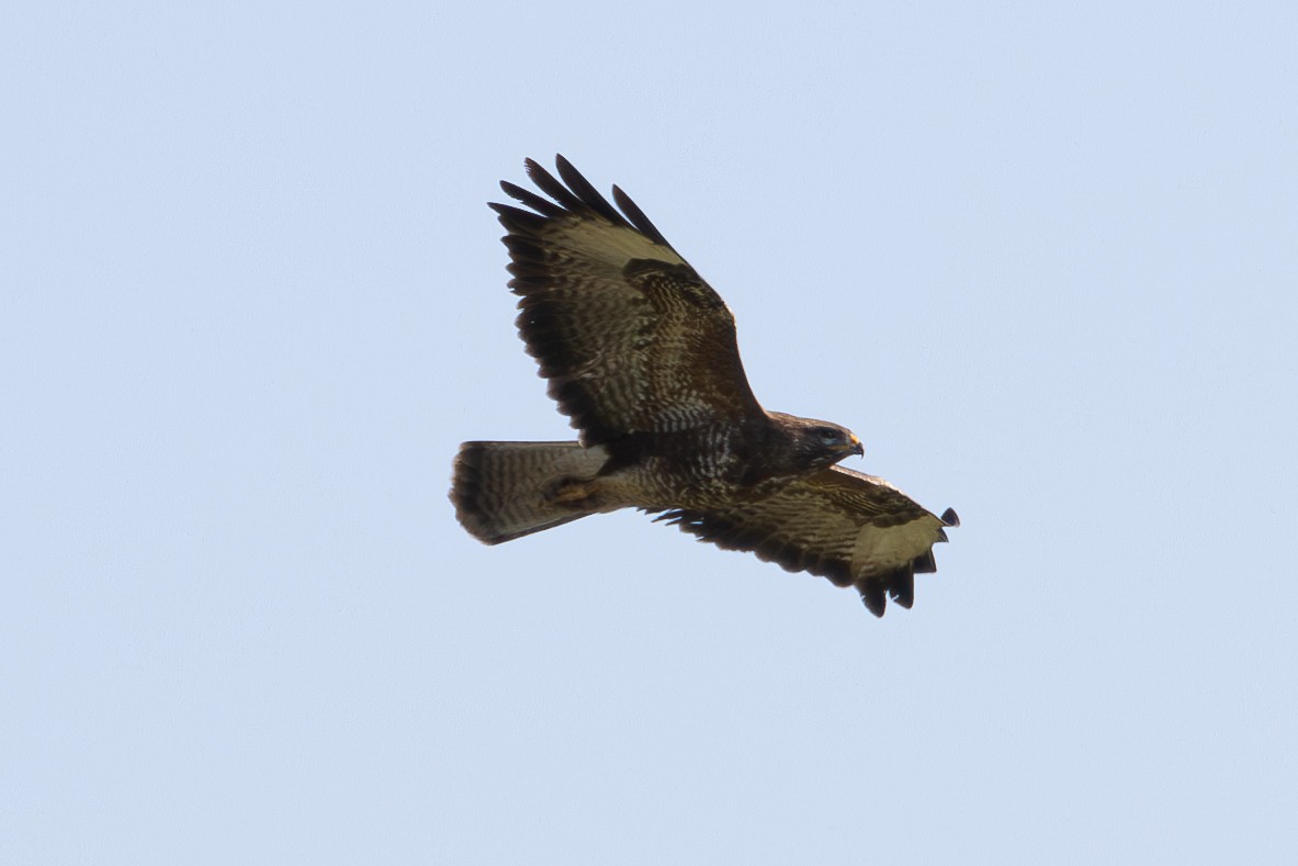 Common Buzzard - ML620882770