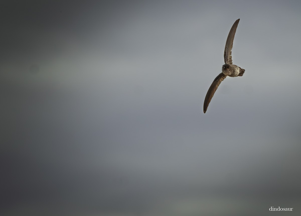 Gray-rumped Swiftlet - ML620882775