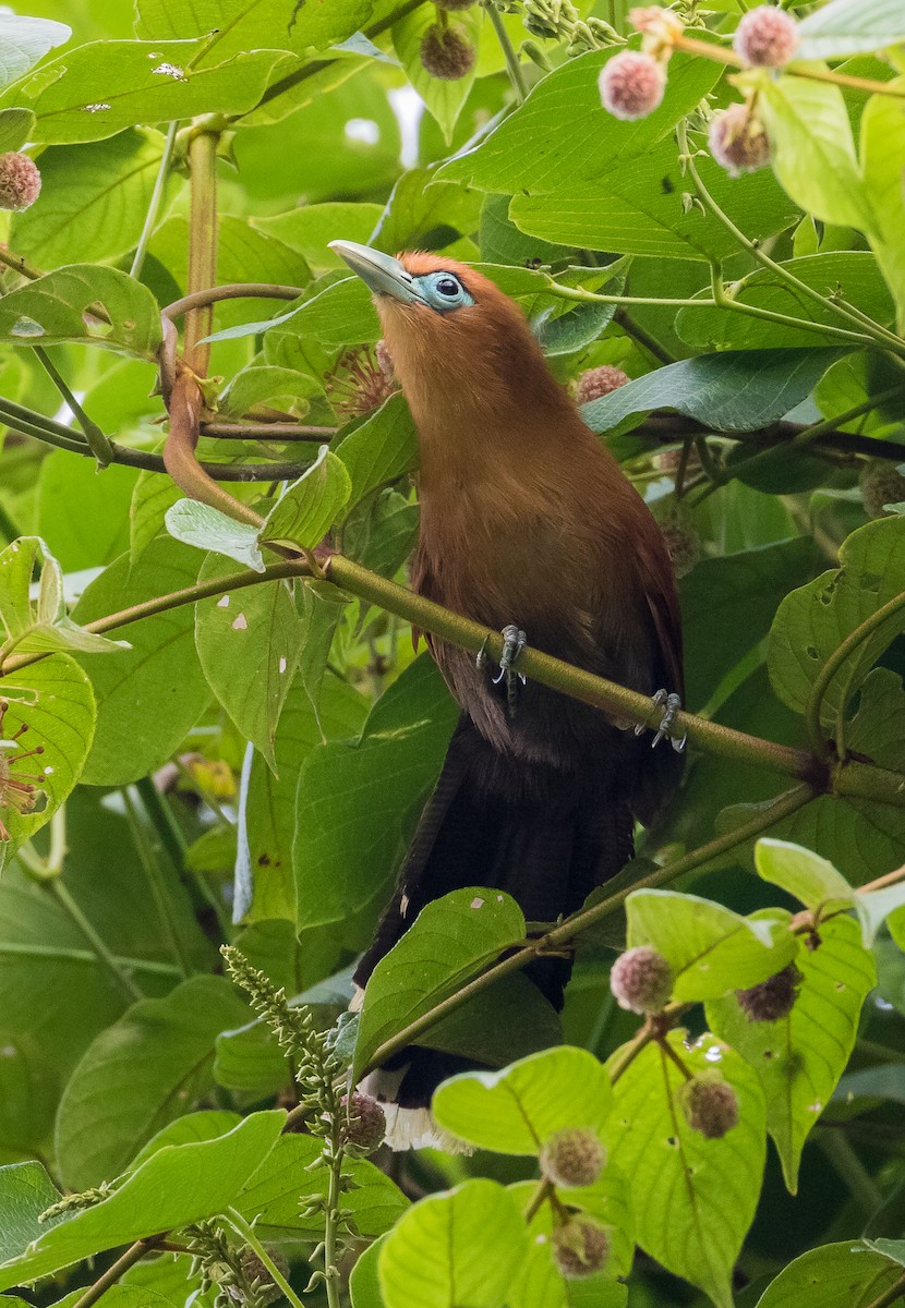 Raffles's Malkoha - ML620882778