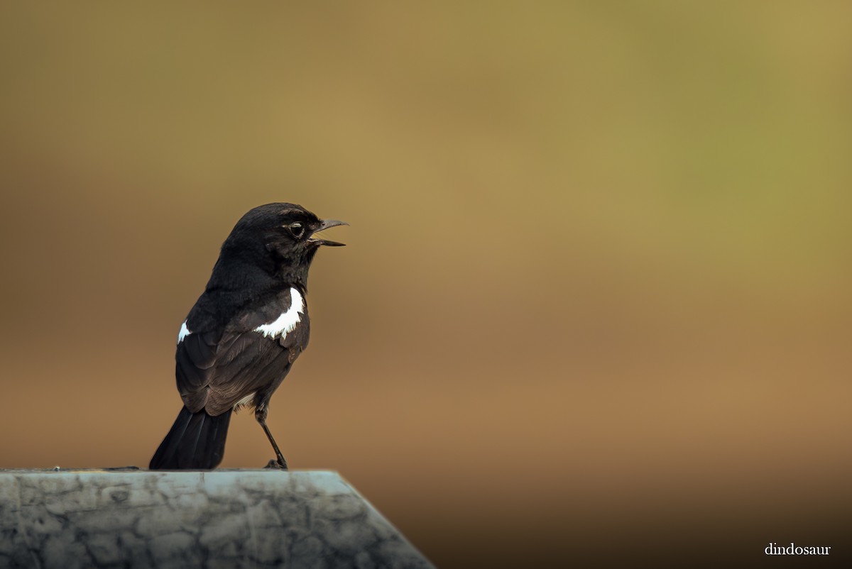 Pied Bushchat - ML620882780