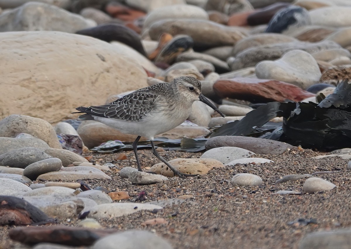 Curlew Sandpiper - ML620882785