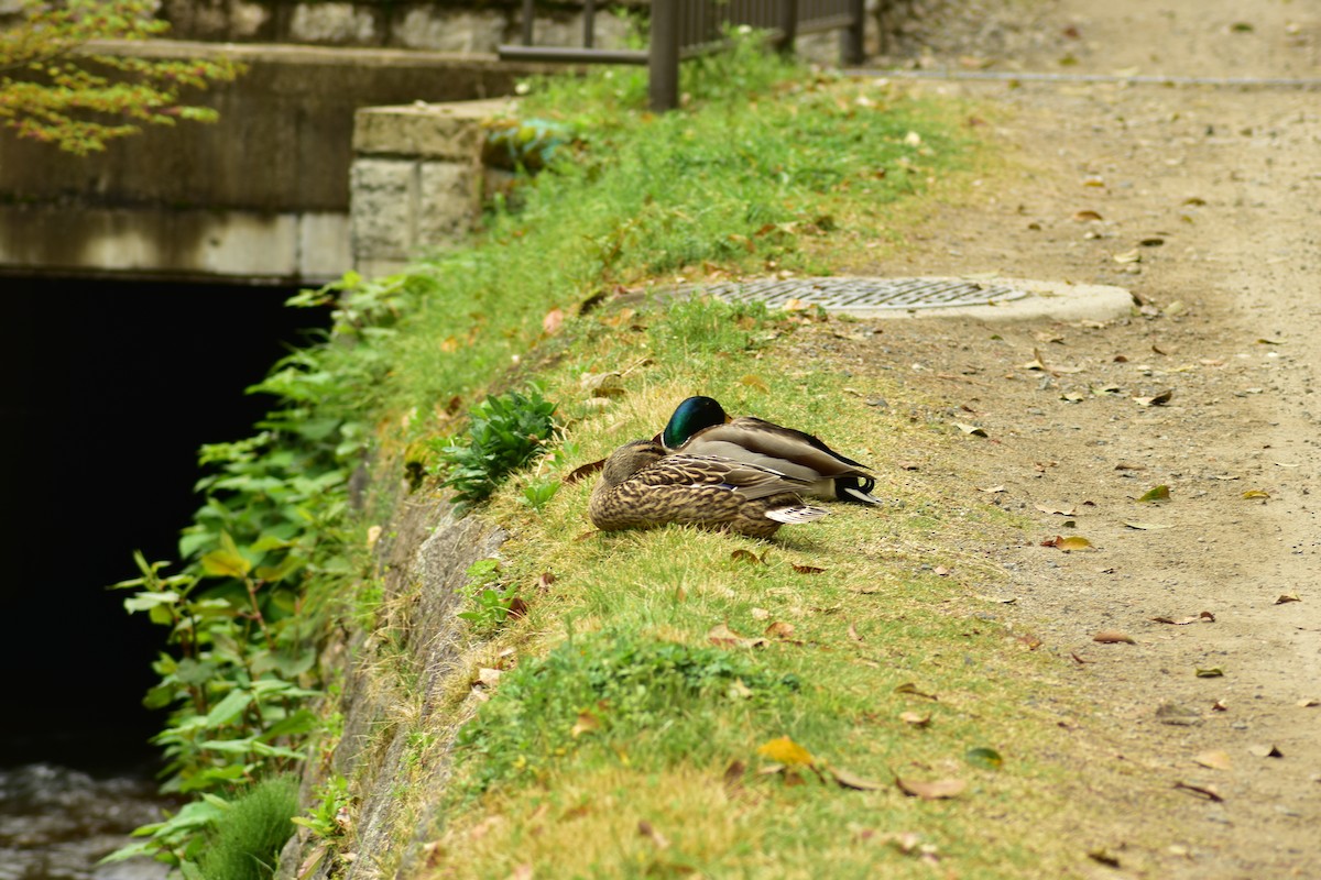 Canard colvert - ML620882788