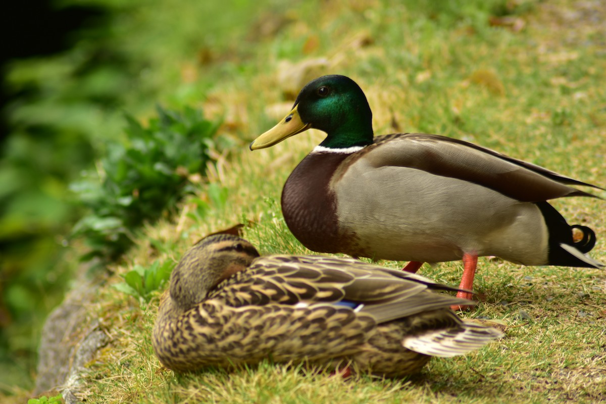 Canard colvert - ML620882789