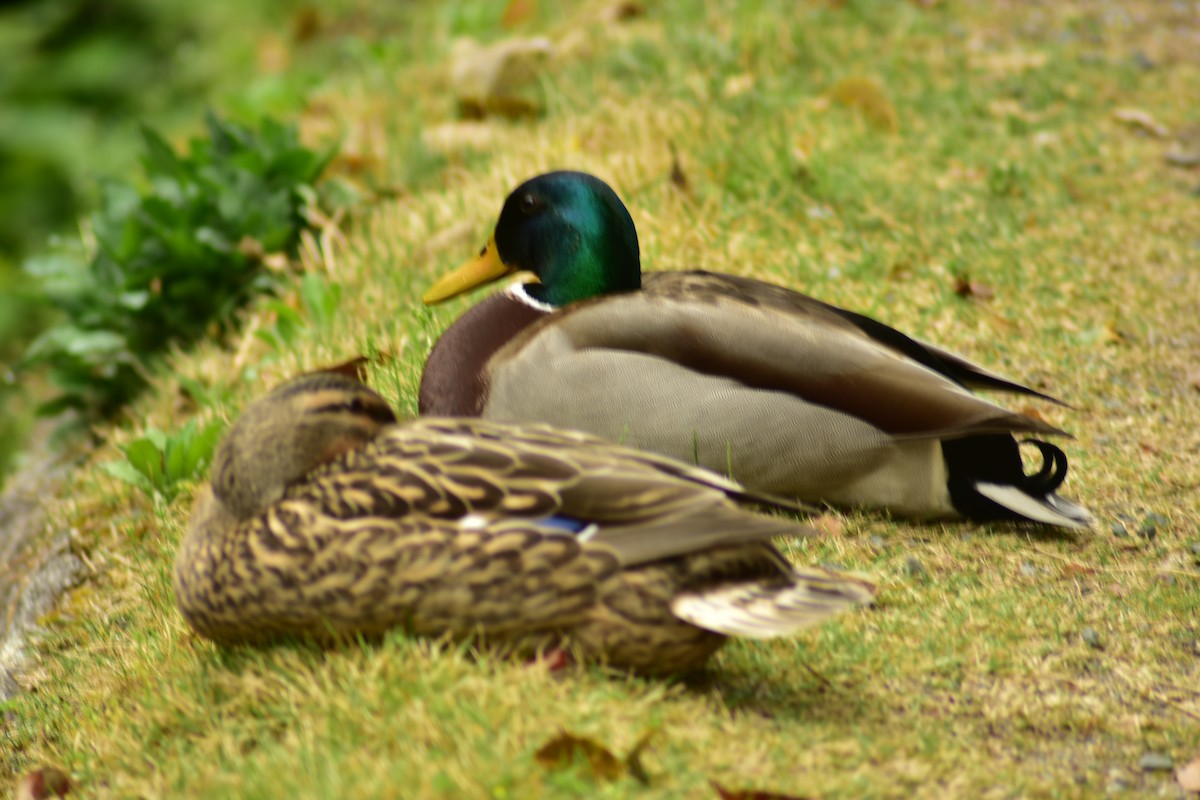 Canard colvert - ML620882790