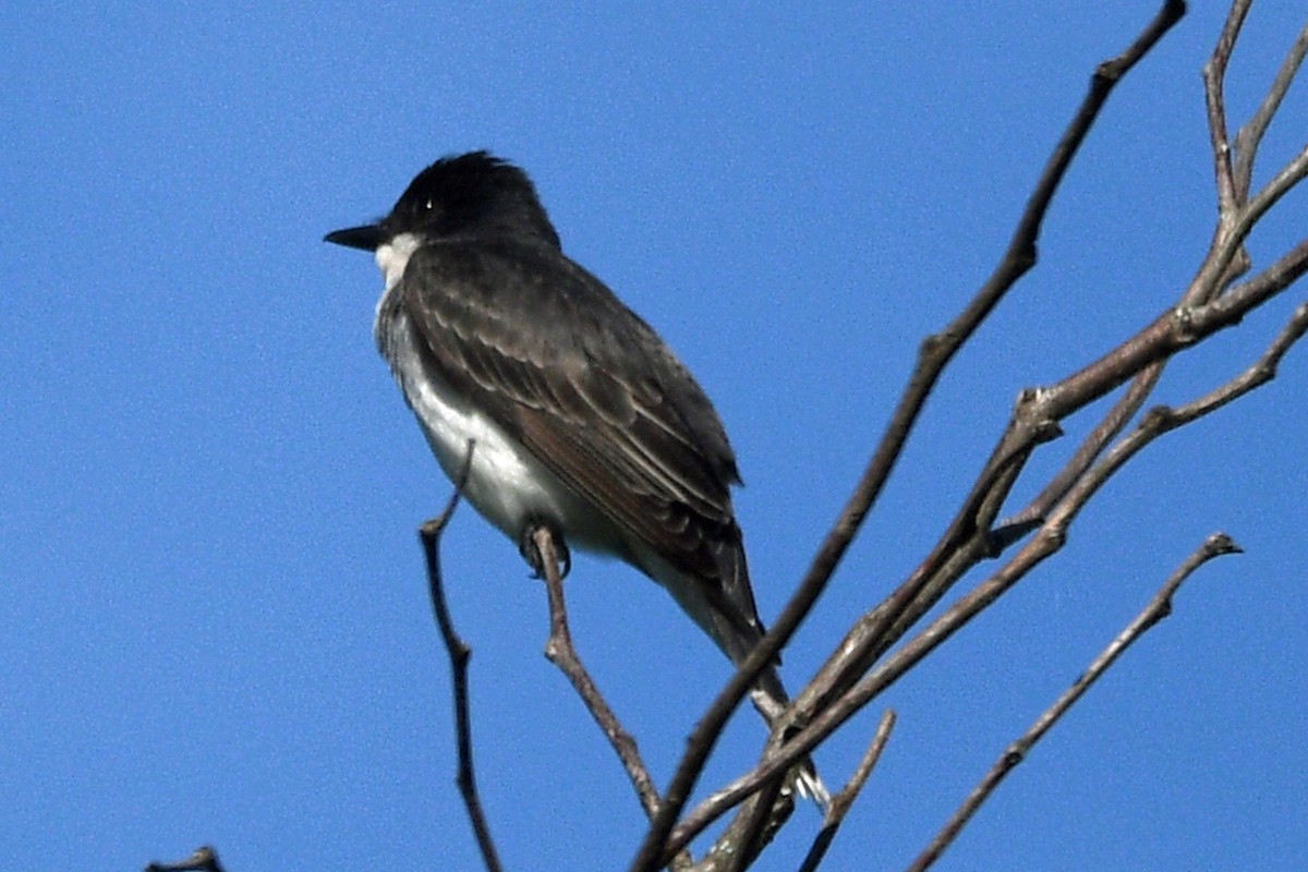 Schieferrücken-Königstyrann - ML620882793