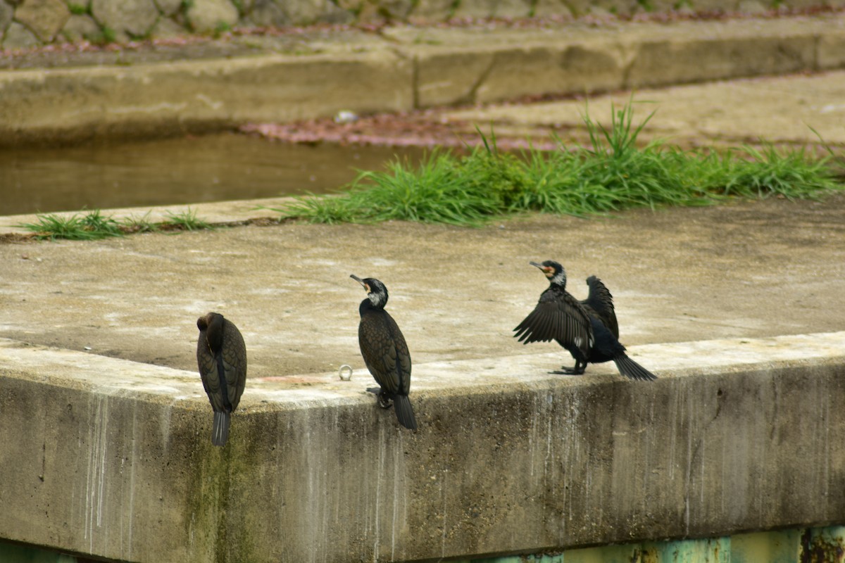 Great Cormorant - ML620882796