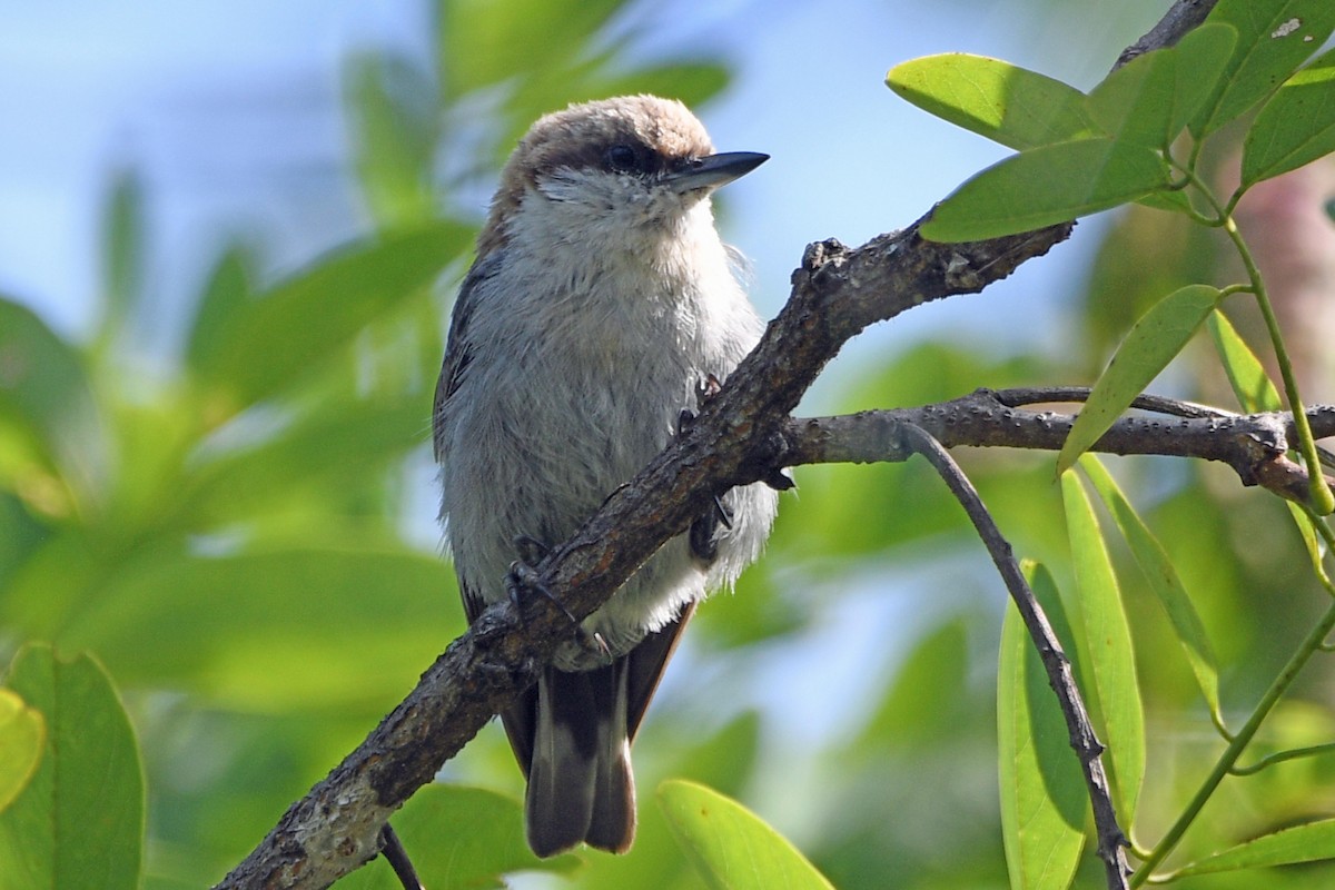 Brown-headed Nuthatch - ML620882798