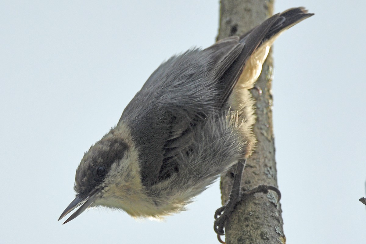 Brown-headed Nuthatch - ML620882801