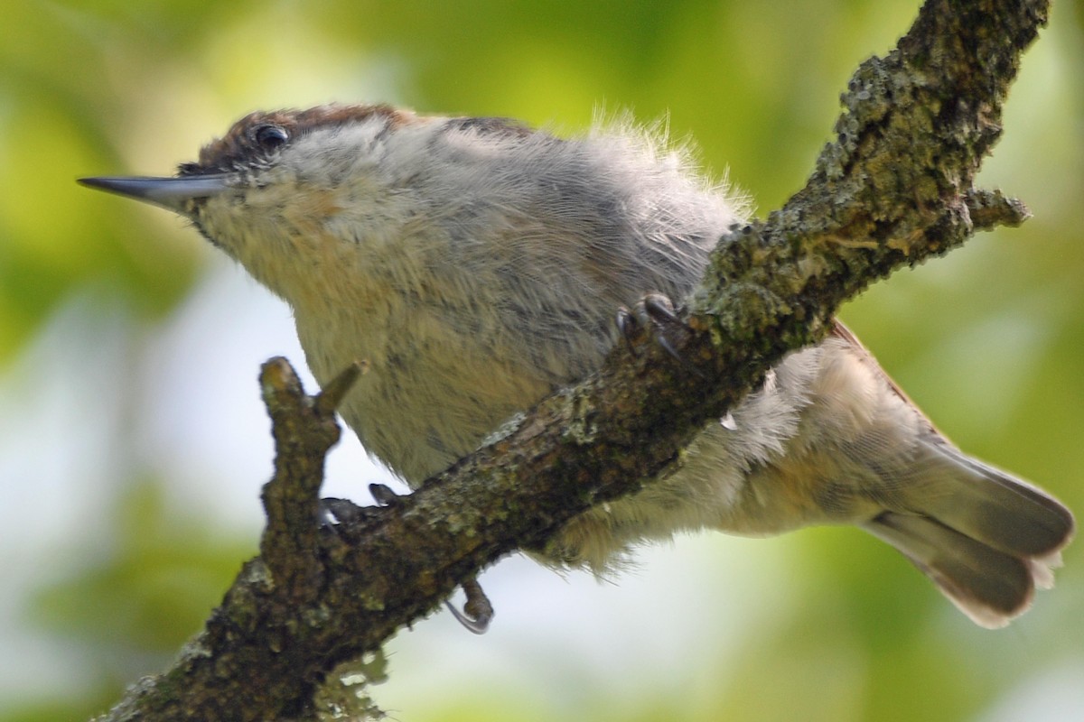 Brown-headed Nuthatch - ML620882803
