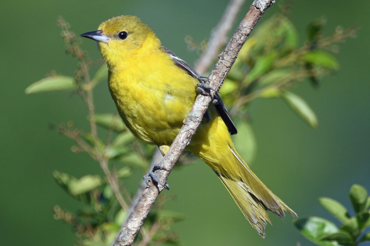 Orchard Oriole - ML620882804