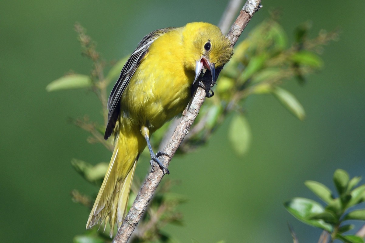 Orchard Oriole - ML620882805