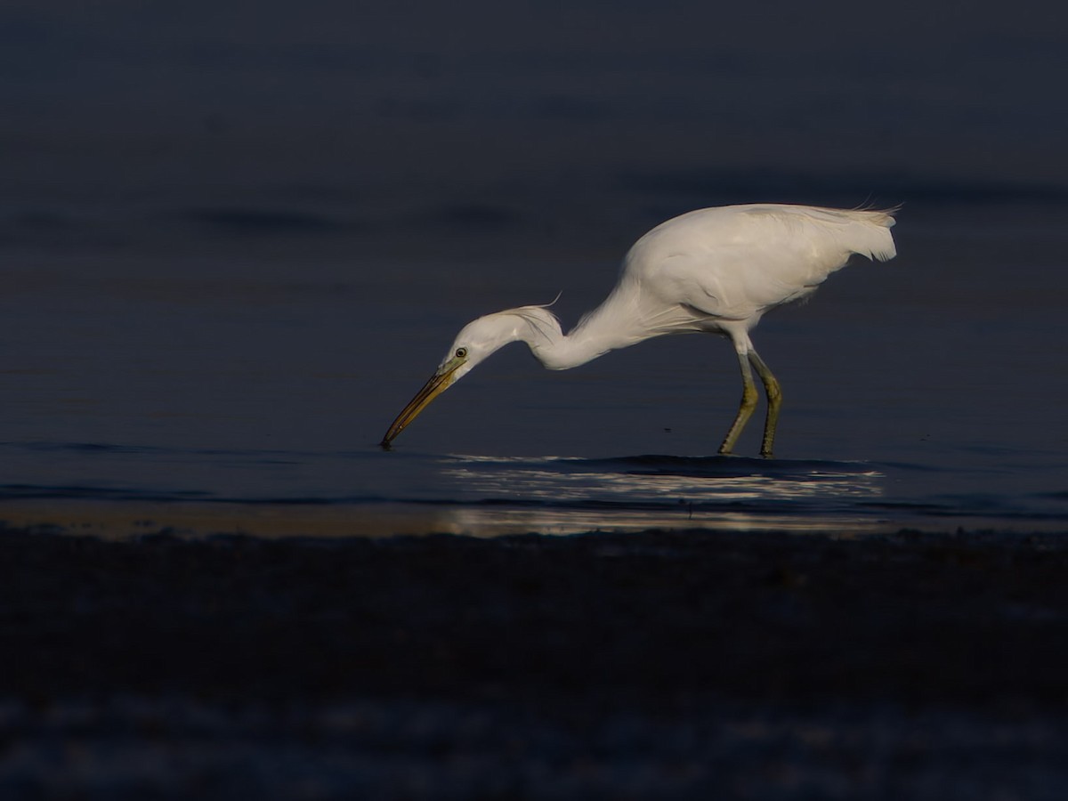 Chinese Egret - ML620882806