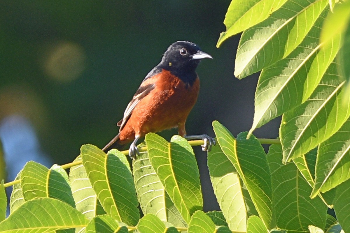 Orchard Oriole - ML620882807