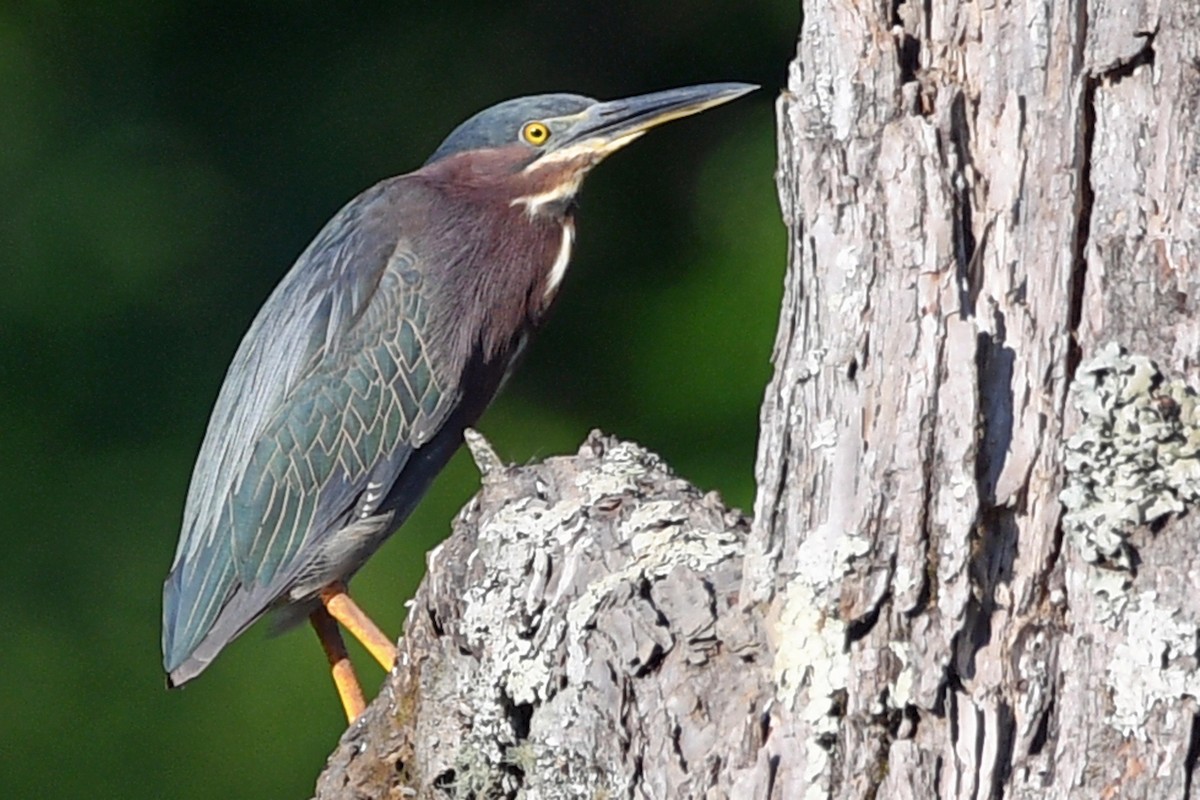 Green Heron - ML620882809