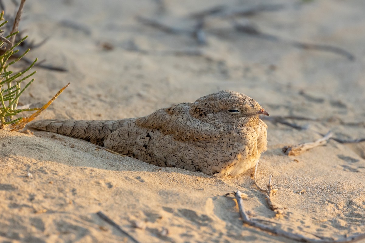 Egyptian Nightjar - ML620882810