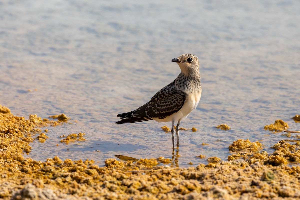 Collared Pratincole - ML620882812