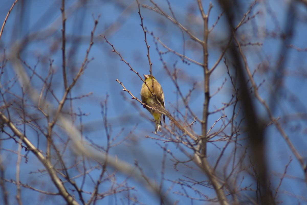 Oriental Greenfinch - ML620882813