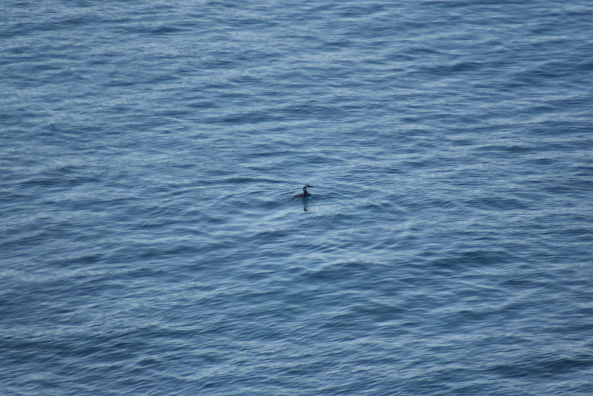 Japanese Cormorant - ML620882815