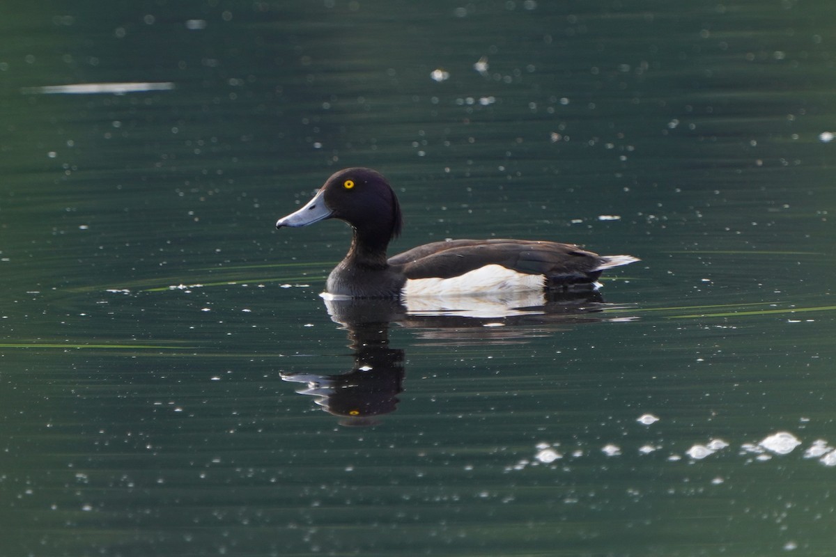 Tufted Duck - ML620882818