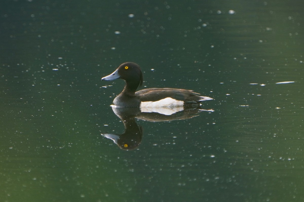 鳳頭潛鴨 - ML620882819