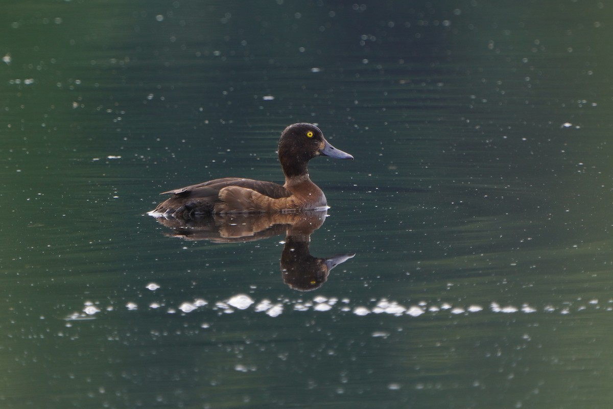 鳳頭潛鴨 - ML620882820