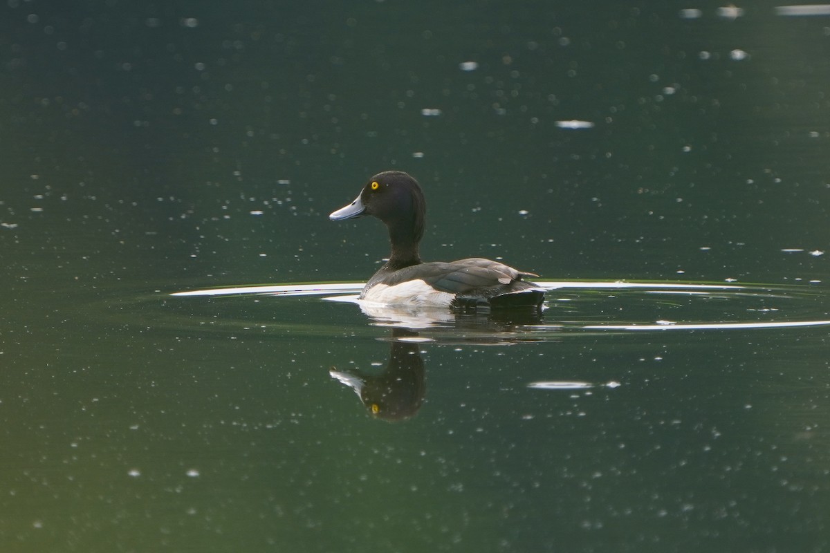 Tufted Duck - ML620882821