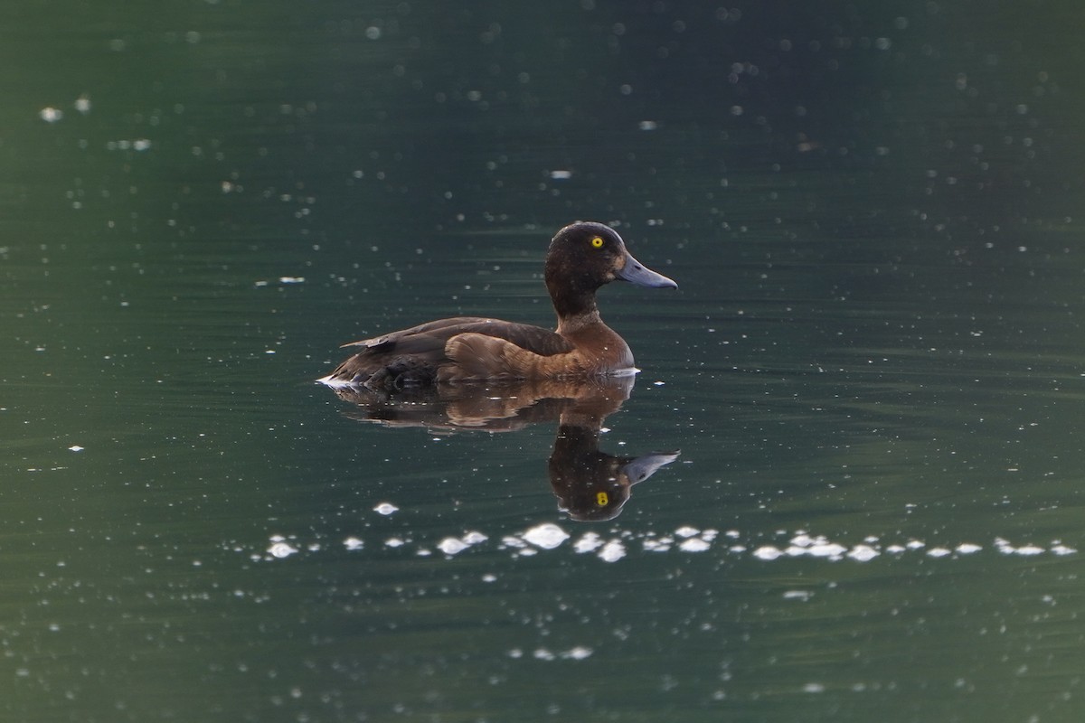Tufted Duck - ML620882822