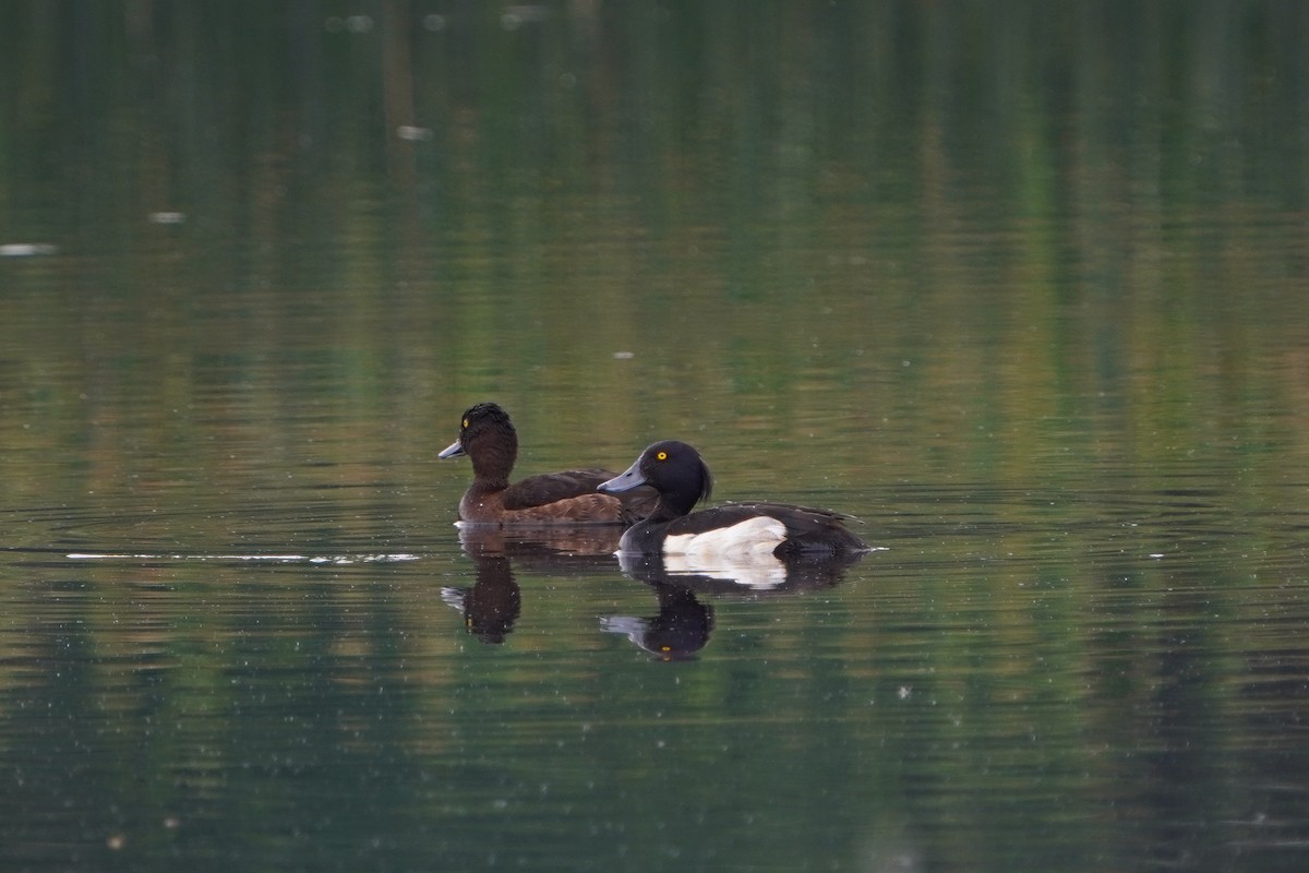 Tufted Duck - ML620882823