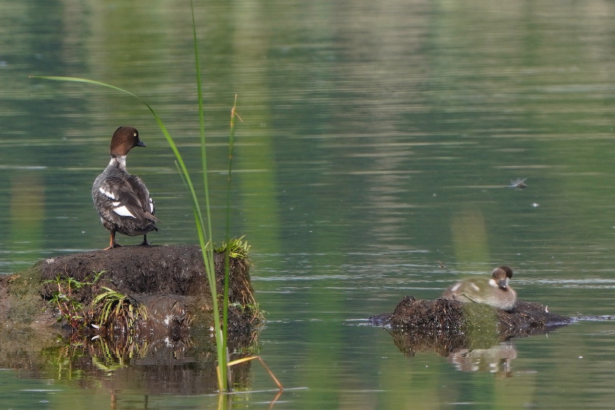 Common Goldeneye - ML620882824