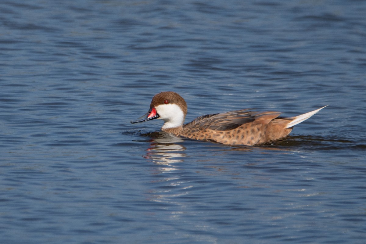 White-cheeked Pintail (White-cheeked) - Neil Loverock