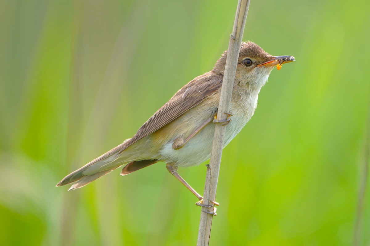 Common Reed Warbler - ML620882828