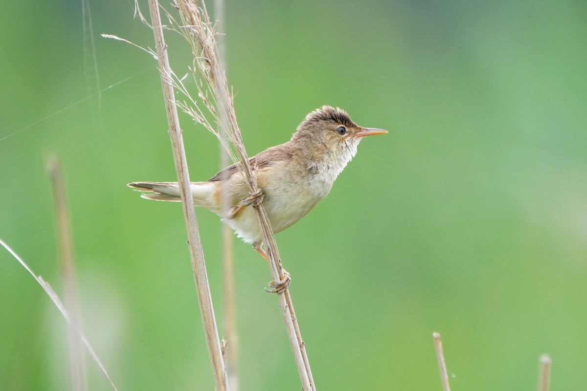 Common Reed Warbler - ML620882829